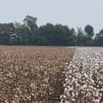 Cotton Stalks