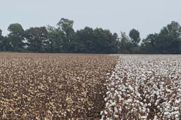 Cotton Stalks