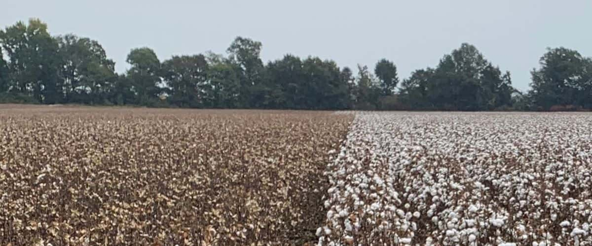 Cotton Stalks